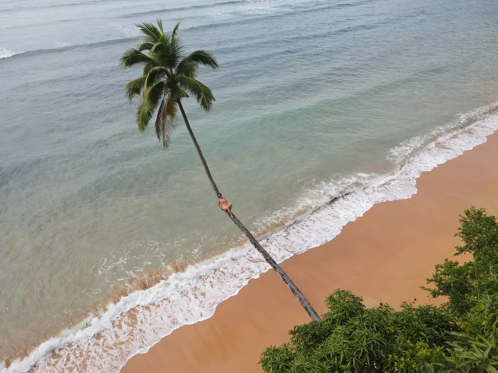 A leaning coconut palm over a strip of orange-red sand, with white surf breaking along it