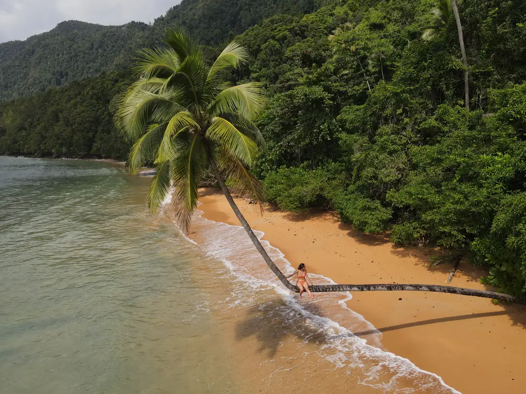 A palm bent low over orange sand, with a person standing beneath it at the waterline