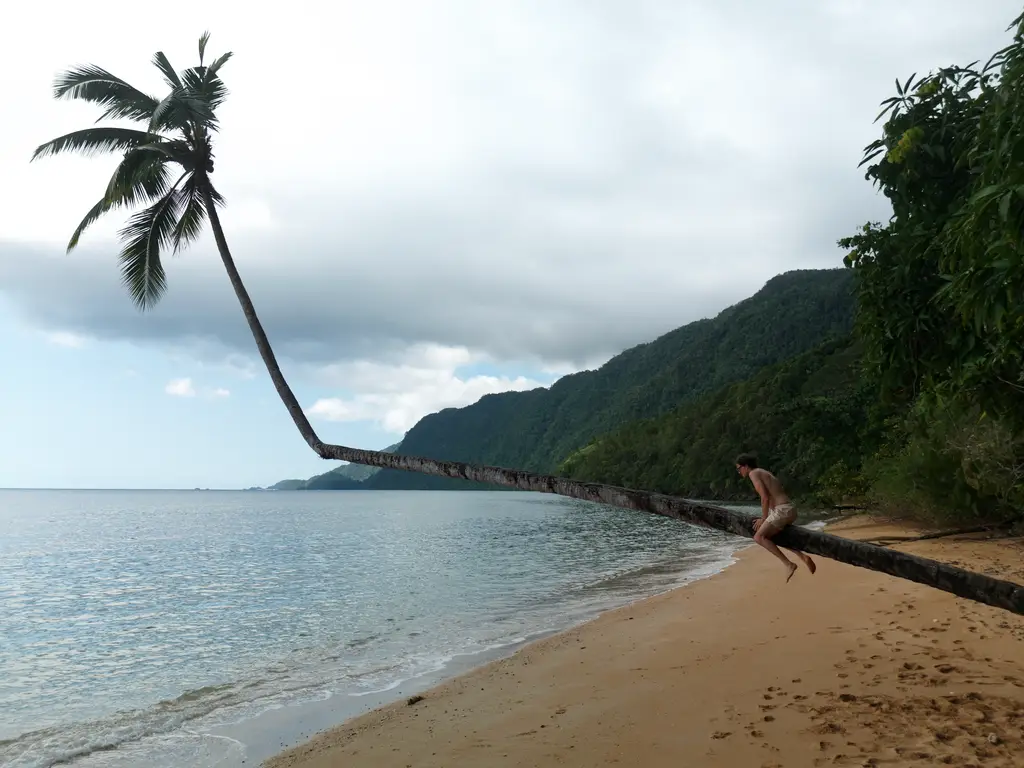 A leaning palm over a sand beach, with a person sitting on the trunk above the water