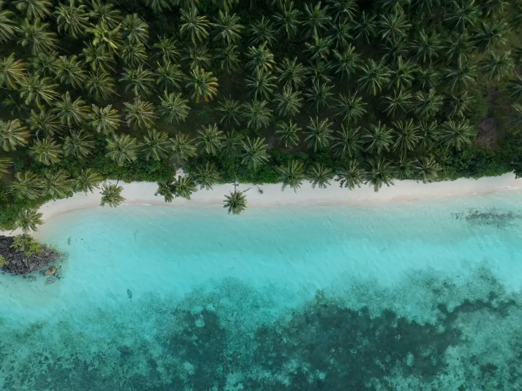 Rows of palms behind a bright white beach, with vivid turquoise water in the foreground