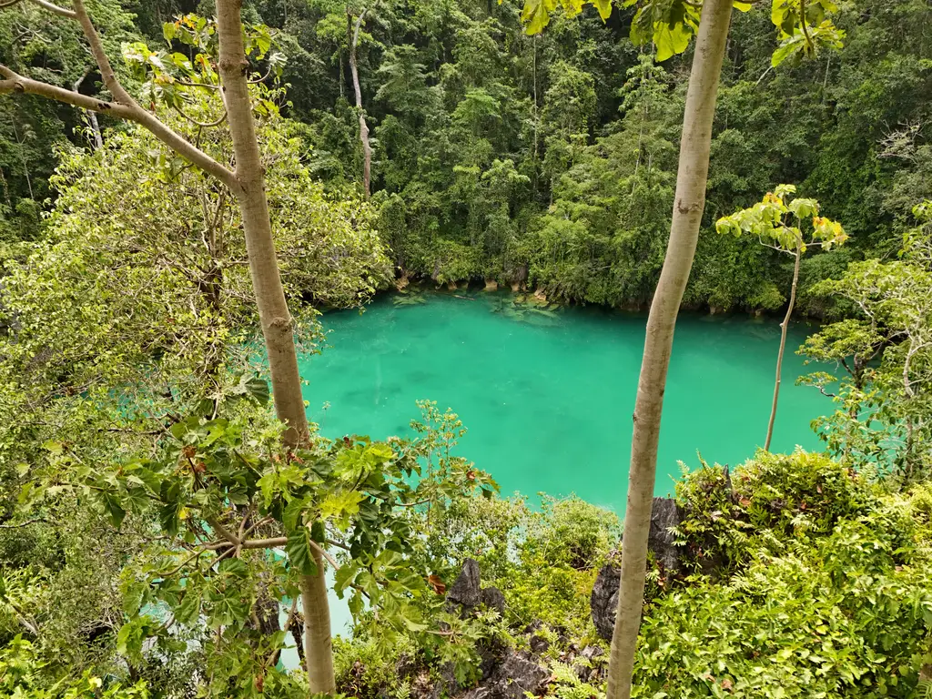 A green lagoon seen through the trunks of trees on the slope above it
